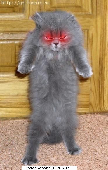 Nu va puneti cu Bobe cand e furios... - praf va face !!! - Funny
