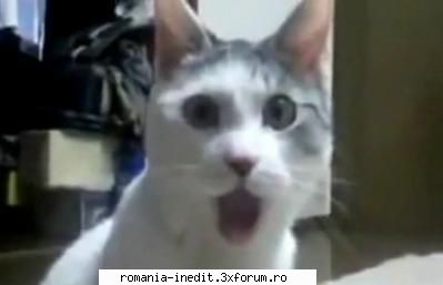 OMG Cat - dj_ionut - Funny