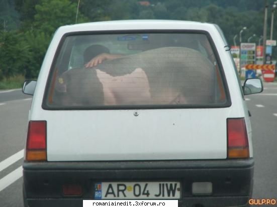Odorizant auto : Sau cu porcul in Tico:) - Odorizant auto : Sau cu porcul in Tico:) - Funny