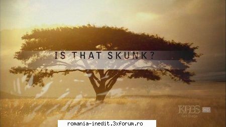 PBS Nature - Is That Skunk (2009) - PBS Nature - Is That Skunk (2009) Subtitle - Filme Documentare