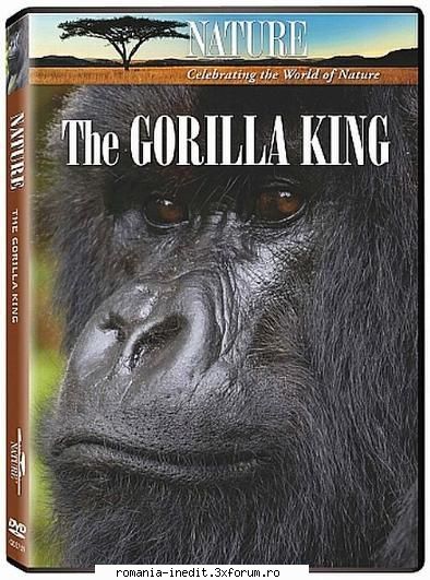 PBS Nature - The Gorilla King (2008) - PBS Nature - The Gorilla King (2008) [ HDTV ] - Filme Documentare