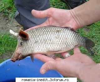 asta merge cu dezlegarea la peste in post?  :rotfl: pestele porc