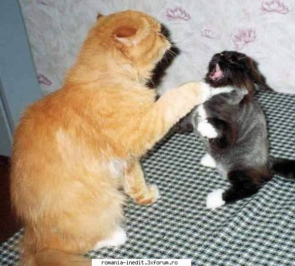 Pisici :) - cipal - Funny