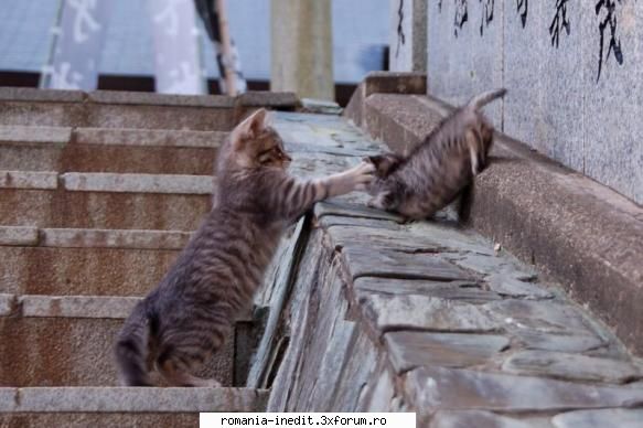 Pisici :) - cipal - Funny
