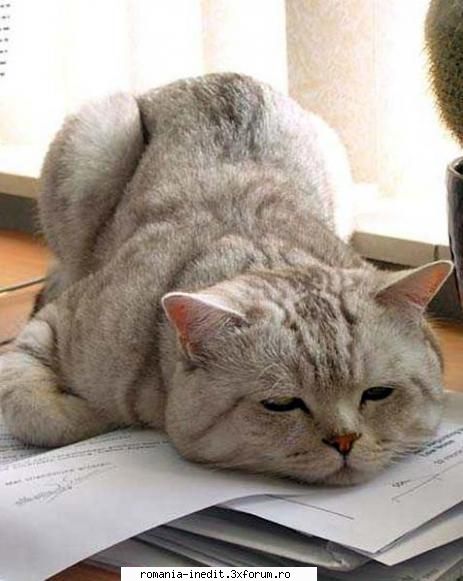 Pisici :) - m-am saturat de examene - Funny