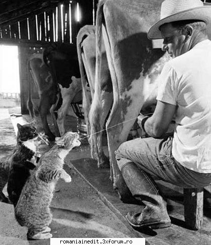 Pisicutze :) - Cats love milk!! :D - Funny