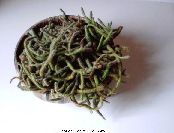 Plante de apartament - Buna ziua, Va rog sa-mi spuneti si mie cum se - Off Topic