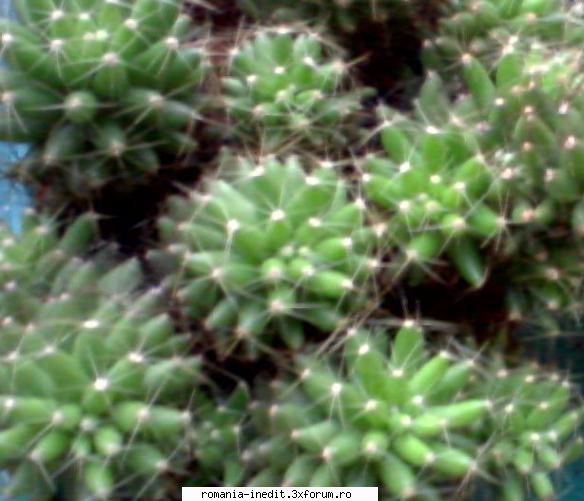 Plante de apartament - Acest cactus ce specie este? - Off Topic