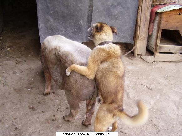 Porcul si Cainele (+18) =)) - dj_ionut - Funny