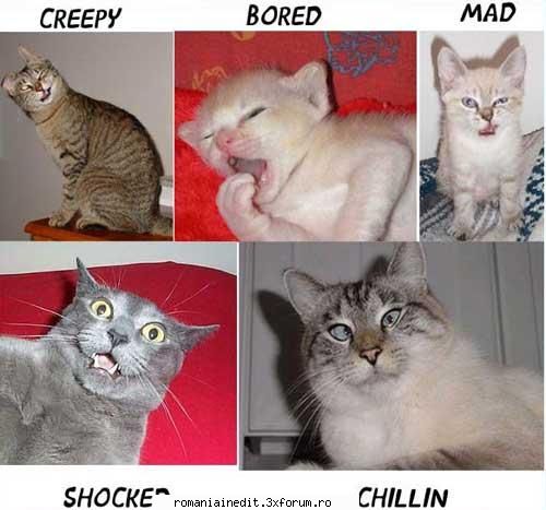 Poze..... - beavis_ - Funny