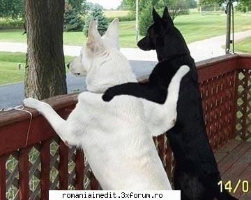 Poze funny cu animale :) - SoDMaster - Funny