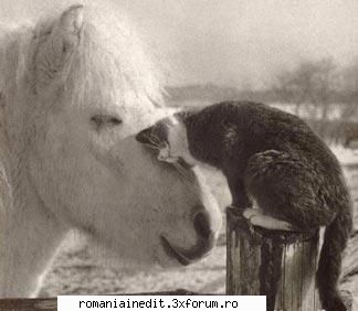 Poze funny cu animale :) - SoDMaster - Funny
