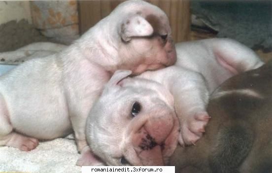Puppyes - AndutzU - Funny