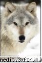 Rate the user above you - spartakuss77;) nick:10 avatar:10 semnatura:10 - Jocuri pe Forum - Parlor games