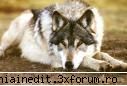 Rate the user above you - Andrei91 nick:10+ avatar:10+ semnatura:10+ - Jocuri pe Forum - Parlor games