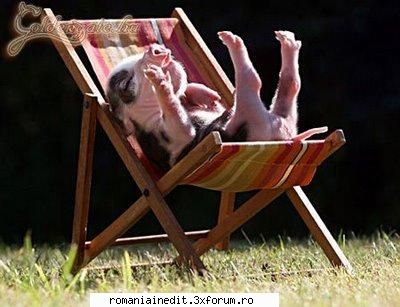 Relaxare - dacian29 - Funny