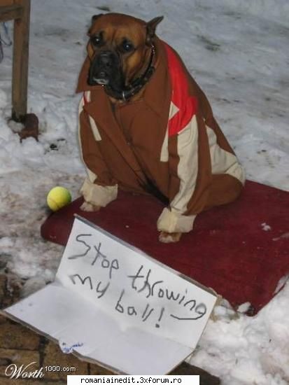Some funny pictures - Raven - Funny