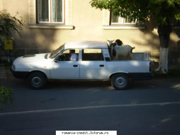 Transhumanta la rom�ni - puit - Funny