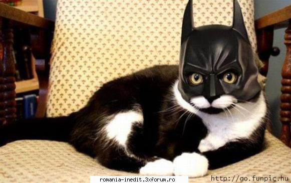 Who are you ...?!!!!! - i am BAT....cat? - Funny