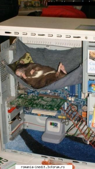 de aia nu imi merge mie "mouseul" - Xpector - Funny