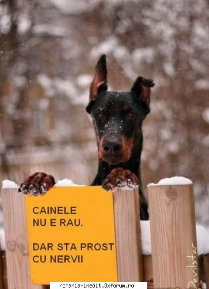 de la stres? - myshyk - Funny