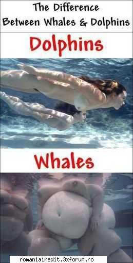 delfini si balene! - zappul - Funny