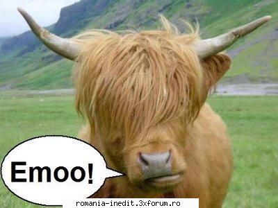 emo cow - lol acuma si vaci? - Funny