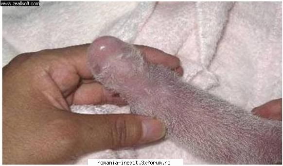 foto-ghicitoare - ce CREDETI ca ar putea fi acest "obiect"? - Off Topic