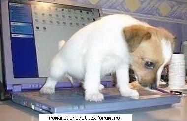 funny animals - am un laptop vechi! vreau unul NOU !!!!!!!!!!!!! - Funny