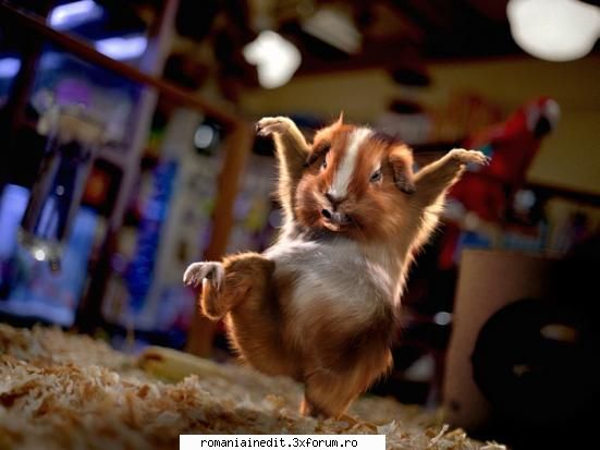 funny animals - matrix-reloaded - Funny