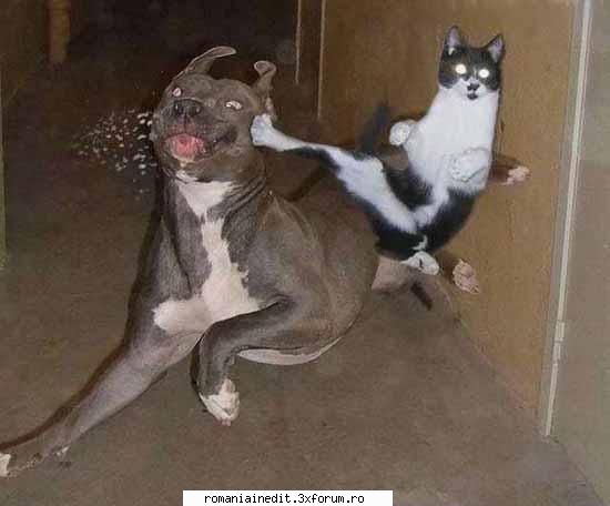 funny animals - Aisha - Funny