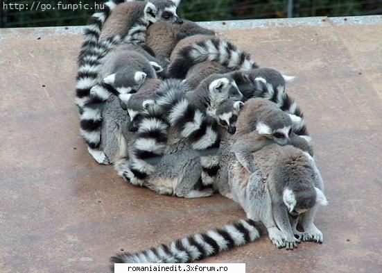 funny animals - nu va inghesuiti ! - Funny