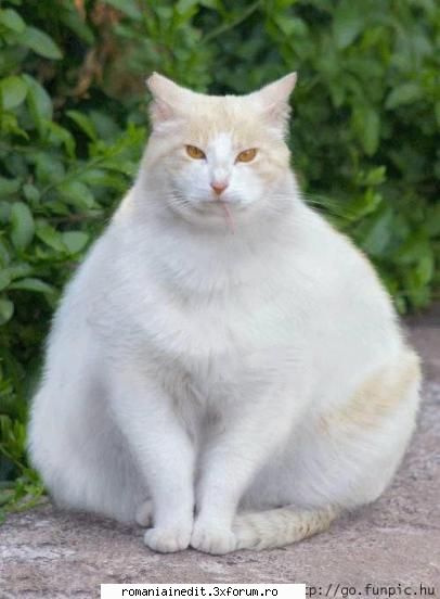 funny animals - iar eu dedic alta pentru siebica - Funny