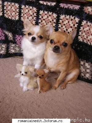 funny animals - Nero - Funny
