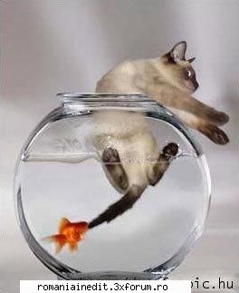 funny animals - Vino inapoiiiii! - Funny