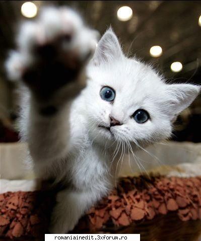 funny animals - siebica - Funny