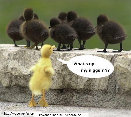 funny picture - dmldone - Funny