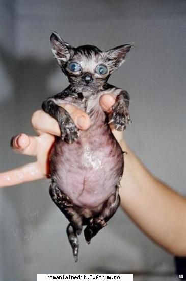 ham ham si miau miau - iioana84 - Funny