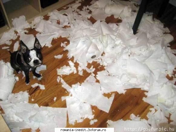 he is the destoryer! - Xpector - Funny
