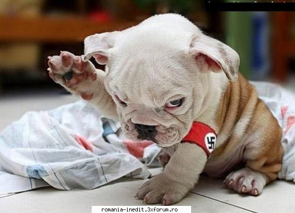 heil hitler - Xpector - Funny