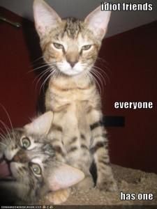 idiot friends... - do ya have any? - Funny