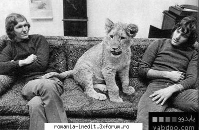 lion baby - Obligati de autoritati au dus puiul intr-o - Off Topic
