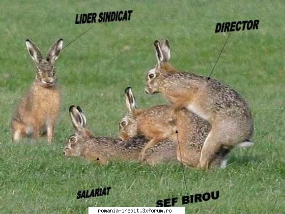 noua organigrama - offthelimit - Funny