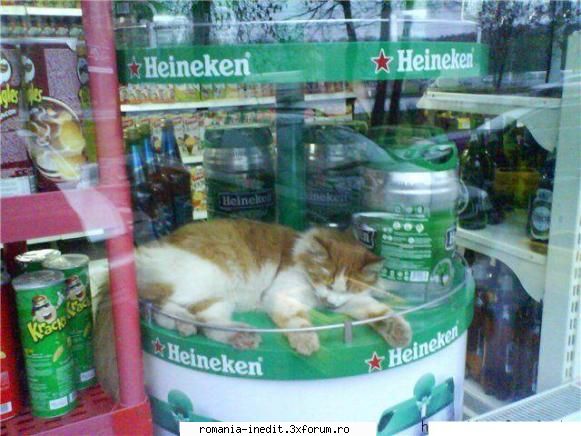 pisica de marca!!!! - Xpector - Funny