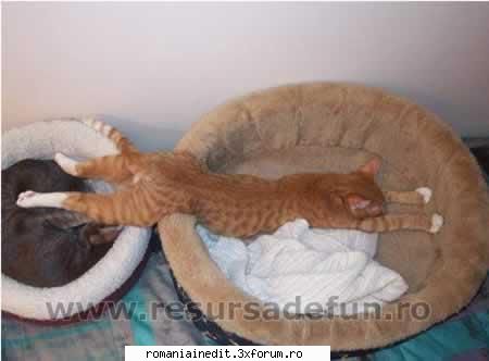poze tari ! - cred ca e sefa si poate sa se intinda cat vrea ea - Funny