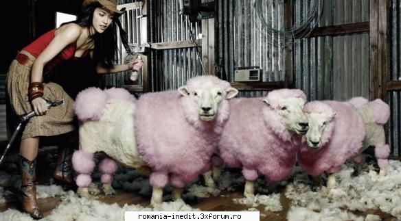 sheep stylist - fiecare cu vocatia sa - Funny