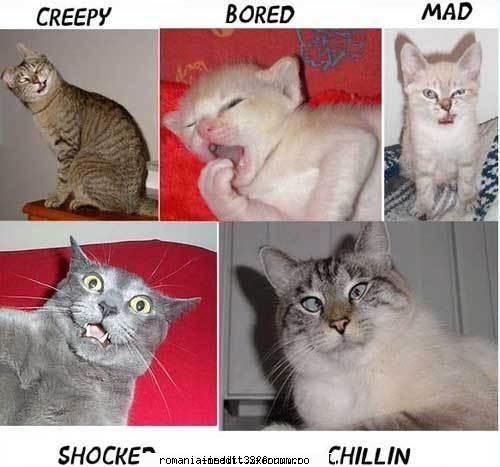 traducerea smilies-urilor de pe mess - precum si anumite reactii firesti - Funny