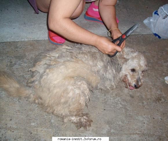 un caniche :x - doamne... nu mi-a venit sa cred cum putea sa - Off Topic