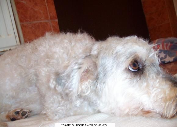 un caniche :x - iar asa arata acum :) :D - Off Topic