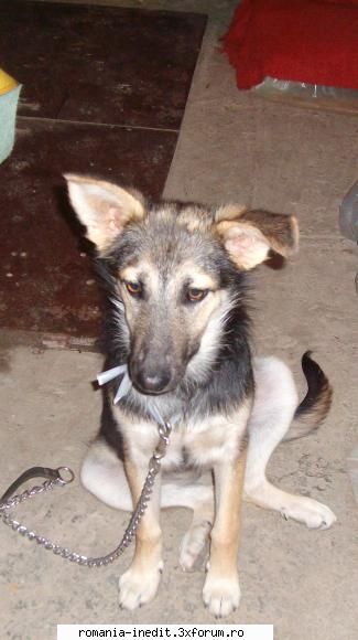 un caniche :x - mai am o catelusha pe care am luat-o de pe strada - Off Topic